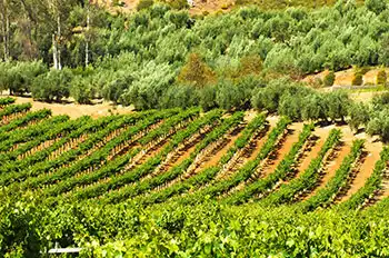 Commercial Properties for Sale in Ensenada